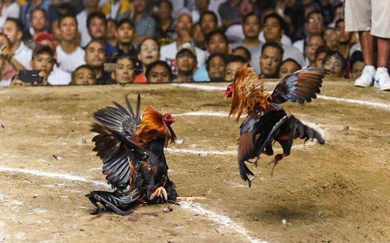 Luật chơi đá gà thomo đơn giản dành cho bạn tại new88